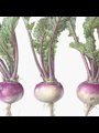 illustration of turnips