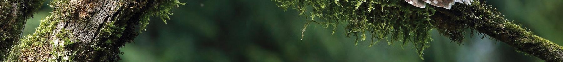 Moss on an old tree branch