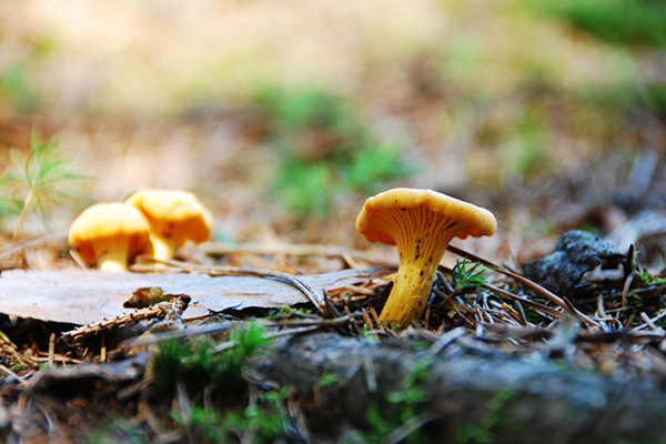 Chanterelle mushrooms