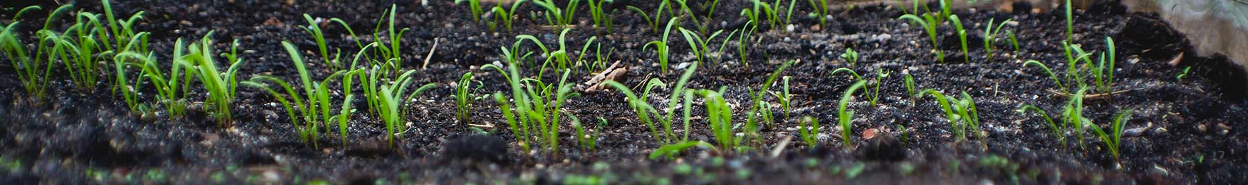 photo of dirt and sprouts