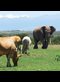 An elephant grazes among the cows in Kenya