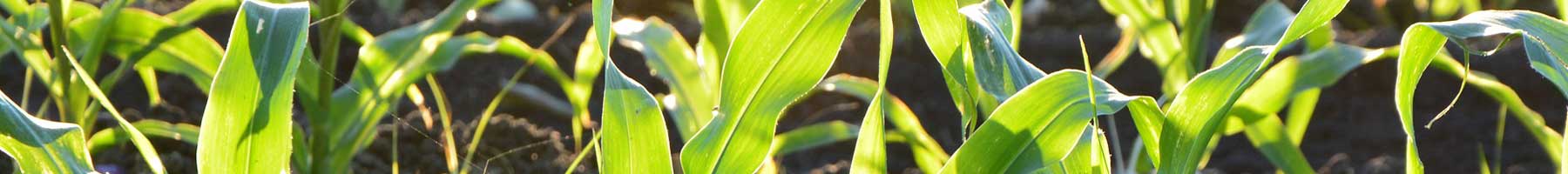 corn leaves growing in the sun