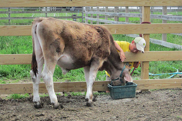 a boy in a yellow shirt and baseball cap petting a brown calf