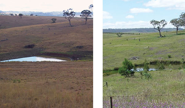 two photos of a pond in Danthonia, one dry and brown and the other lush and green