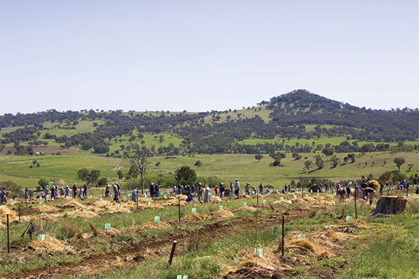 members of Danthonia Bruderhof planting olive trees