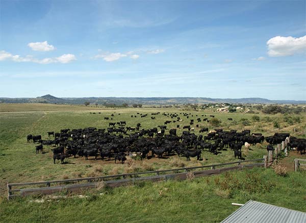 a large herd of black cattle behind a fence