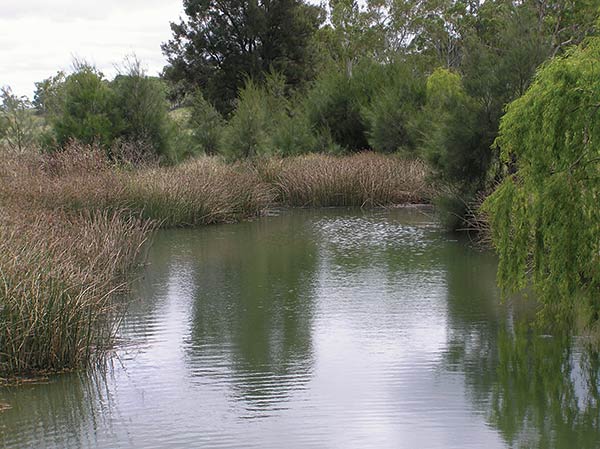 a beautiful stream surrounded by reeds and willow trees