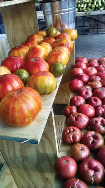 heritage tomatoes