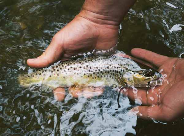 hands holding a speckled trout in water