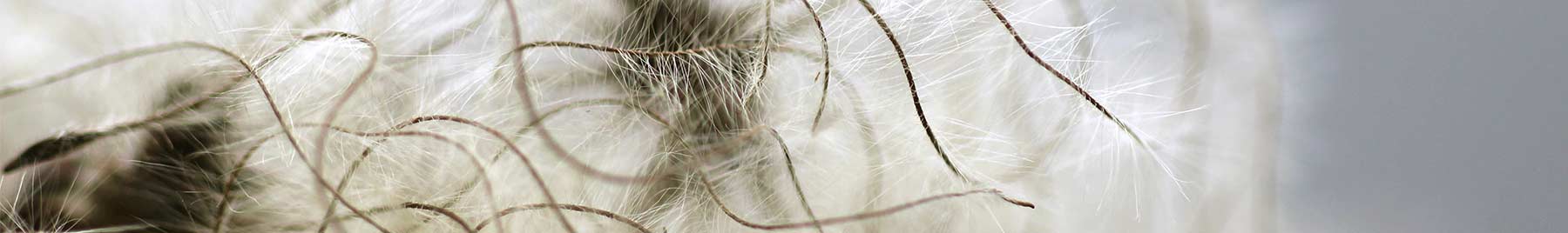 photograph of clematis seeds