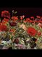 a painting of a field of poppies