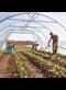 young people watering plants in a greenhouse