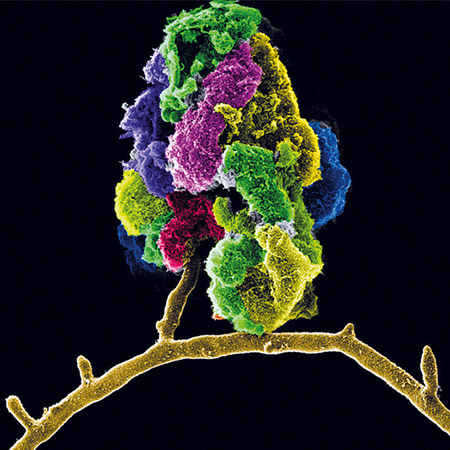 Helium ion microscopy of beneficial microorganisms 