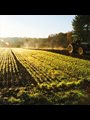 long rows of green plants
