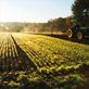 long rows of green plants