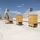 man in white bee suit tending a hive of bees on a New York rooftop