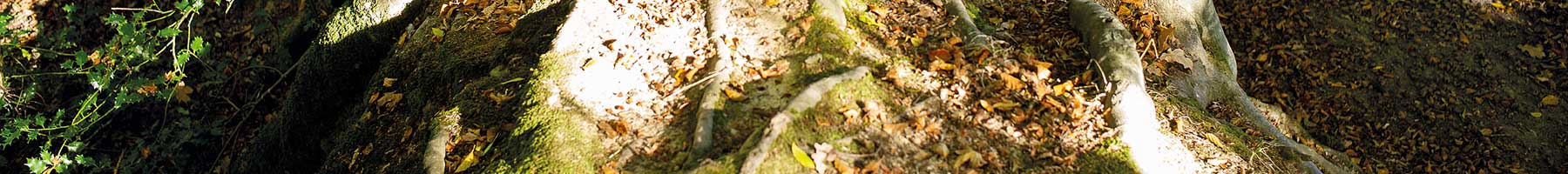 roots of a large beech tree