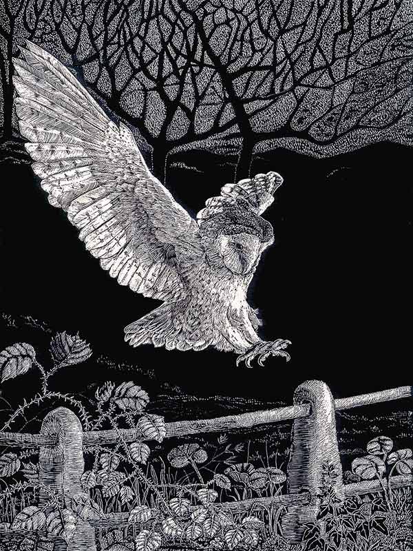 scratchboard illustration of a barn owl landing on a split rail fence