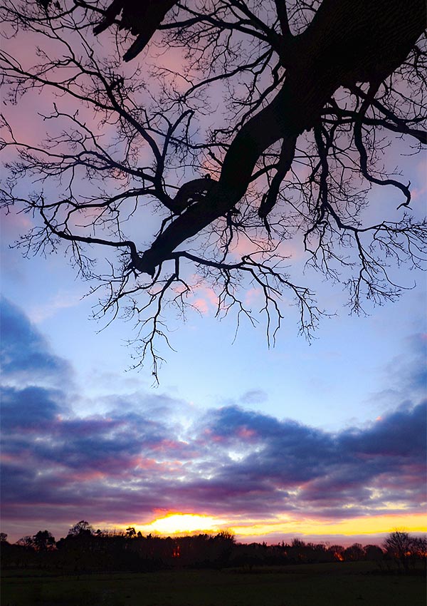 branches silhouetted against a sunset