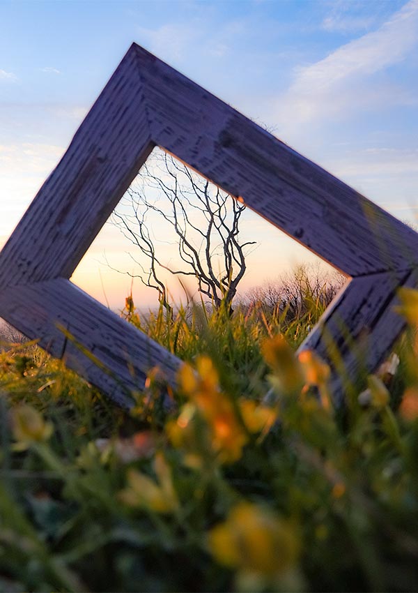 photo of a small bush through a picture frame