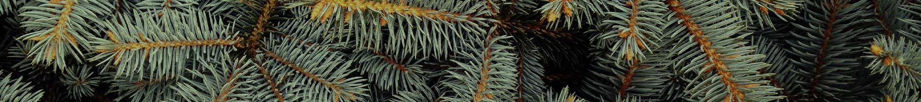 pine branches