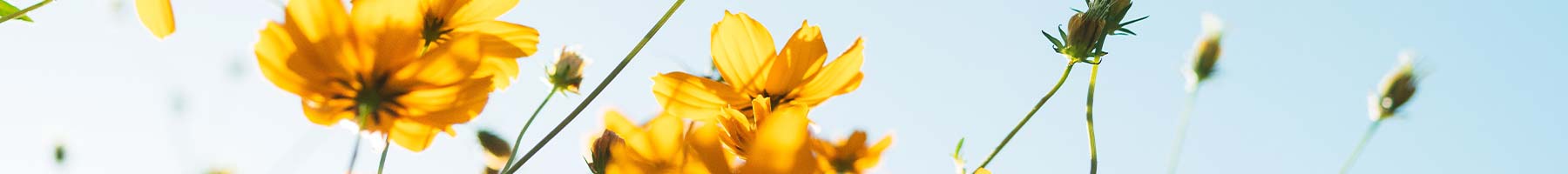 yellow flowers against a blue sky