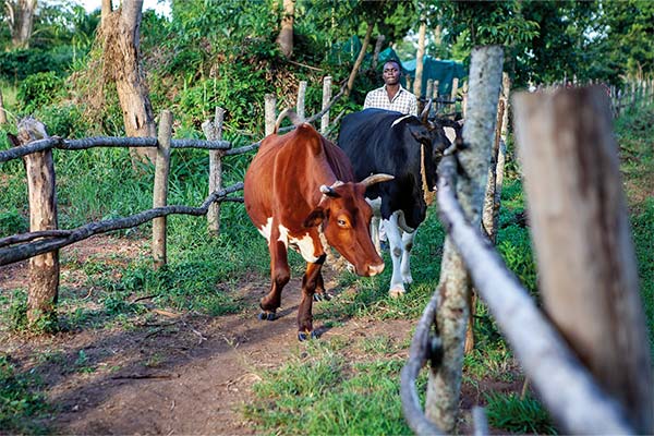 man herding two cows