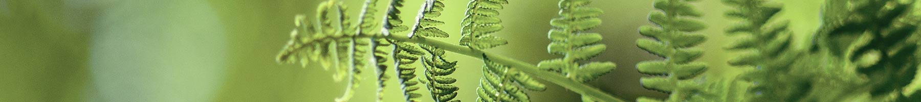 green fern