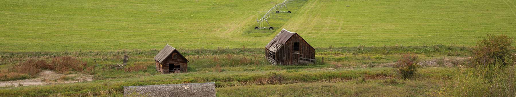 Ramshackle barns in a green field