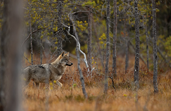 European wolf