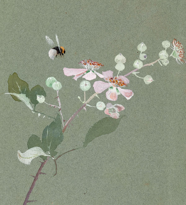 Lilias Trotter, Desultory Bee