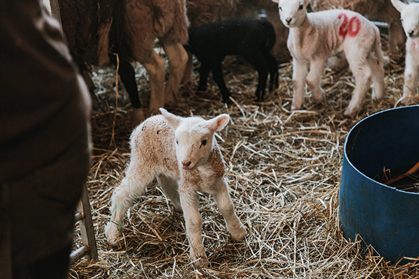 Spring lambs at Ribble Valley in Lancashire, England