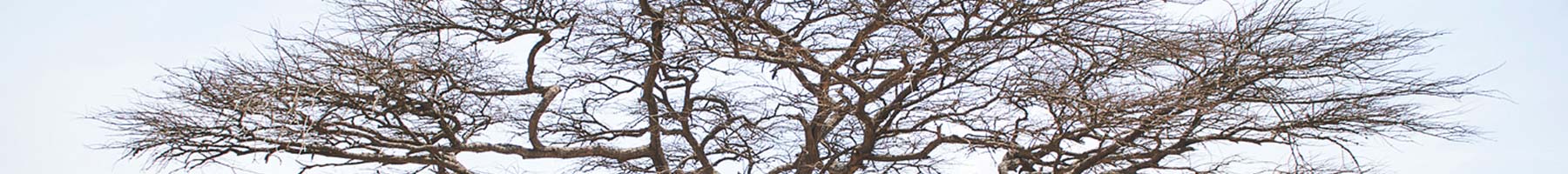 people sitting under a bare tree