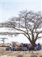 people sitting under a bare tree