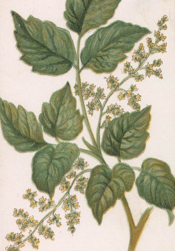 painting of a plant