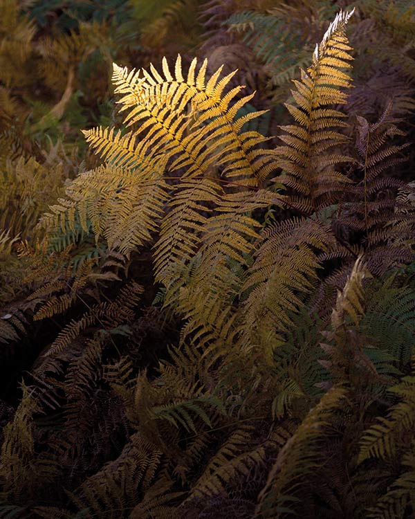 yellow fern in the sunlight