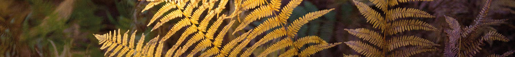 yellow fern in the sunlight