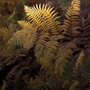 yellow fern in the sunlight