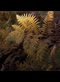 yellow fern in the sunlight