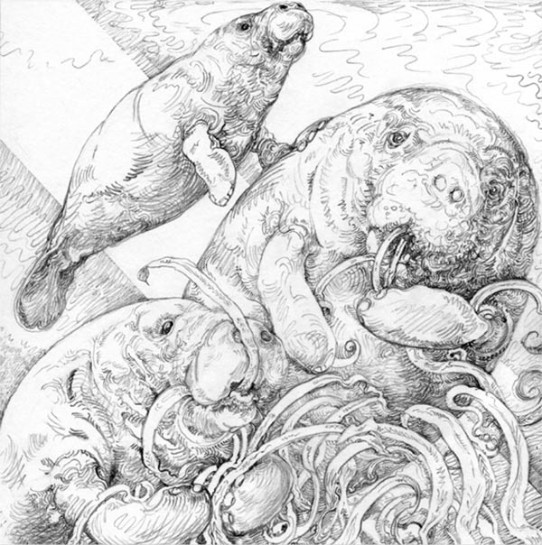 sketch of sea creatures