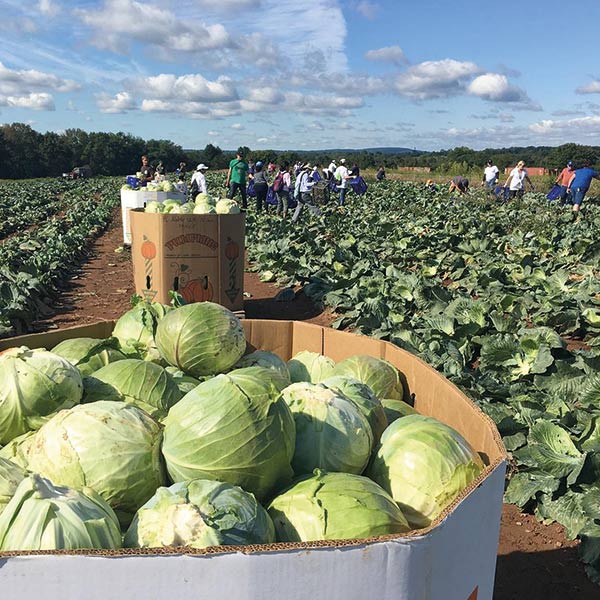 cabbage harvest