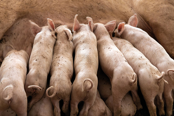 piglets and a sow