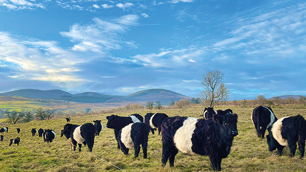 cows in a field