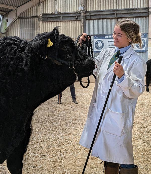 vet with a cow